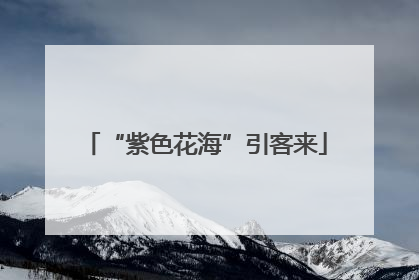 “紫色花海”引客来