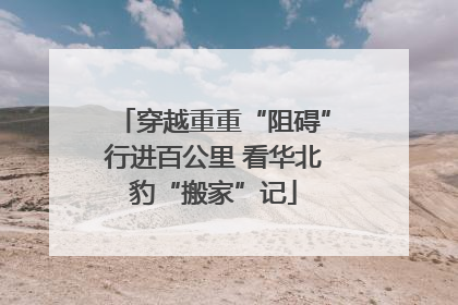 穿越重重“阻碍”行进百公里 看华北豹“搬家”记