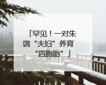 罕见！一对朱鹮“夫妇”养育“四胞胎”