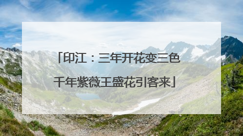 印江：三年开花变三色 千年紫薇王盛花引客来