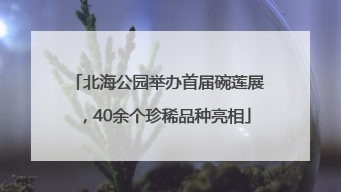 北海公园举办首届碗莲展，40余个珍稀品种亮相