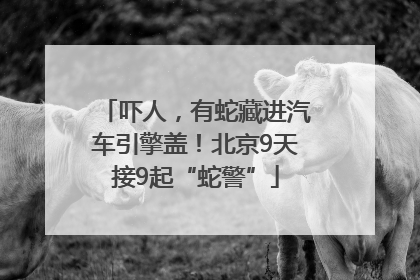 吓人，有蛇藏进汽车引擎盖！北京9天接9起“蛇警”