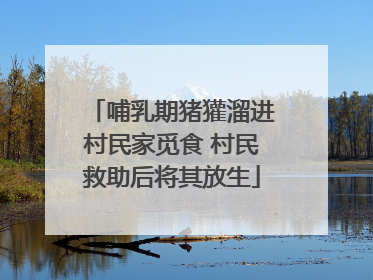 哺乳期猪獾溜进村民家觅食 村民救助后将其放生