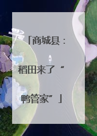 商城县：稻田来了“鸭管家”
