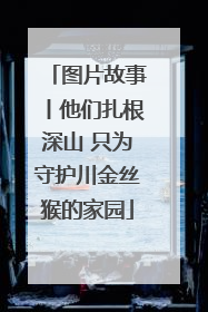 图片故事丨他们扎根深山 只为守护川金丝猴的家园
