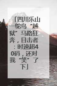 四川乐山一鸵鸟“越狱”马路狂奔，目击者：时速超40码，还对我“笑”了下