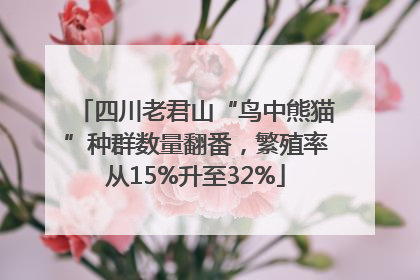 四川老君山“鸟中熊猫”种群数量翻番，繁殖率从15%升至32%