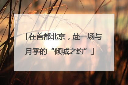 在首都北京，赴一场与月季的“倾城之约”