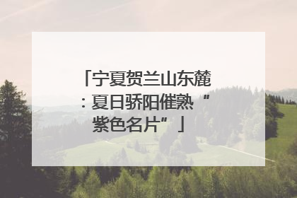 宁夏贺兰山东麓：夏日骄阳催熟“紫色名片”