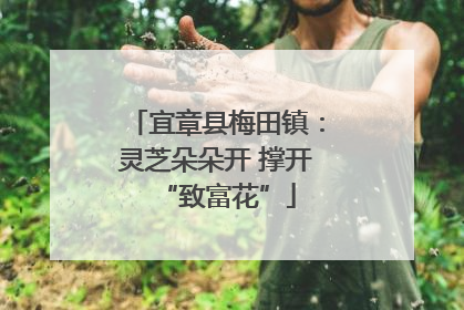 宜章县梅田镇：灵芝朵朵开 撑开“致富花”