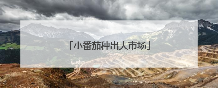 小番茄种出大市场