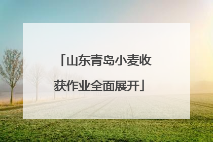 山东青岛小麦收获作业全面展开