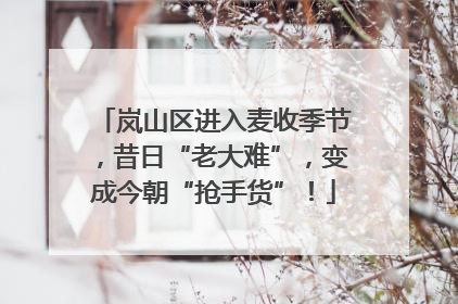 岚山区进入麦收季节，昔日“老大难”，变成今朝“抢手货”！