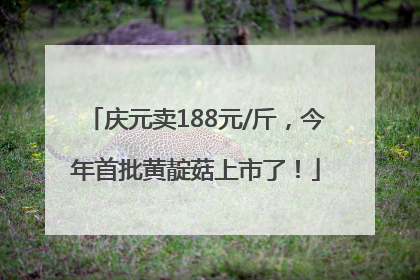 庆元卖188元/斤，今年首批黄靛菇上市了！
