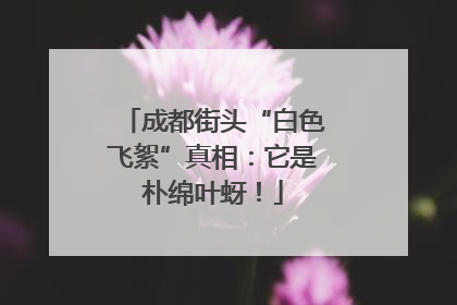 成都街头“白色飞絮”真相：它是朴绵叶蚜！