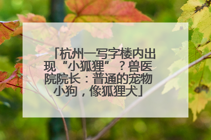 杭州一写字楼内出现“小狐狸”？兽医院院长：普通的宠物小狗，像狐狸犬