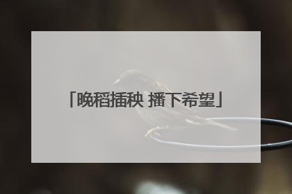晚稻插秧 播下希望