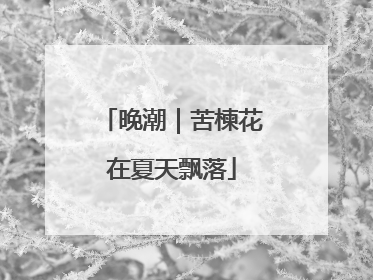 晚潮｜苦楝花在夏天飘落