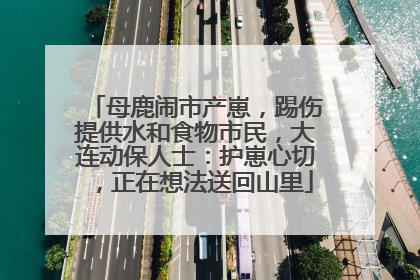 母鹿闹市产崽，踢伤提供水和食物市民，大连动保人士：护崽心切，正在想法送回山里