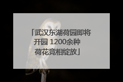 武汉东湖荷园即将开园 1200余种荷花竞相绽放