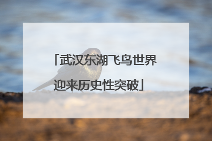 武汉东湖飞鸟世界迎来历史性突破