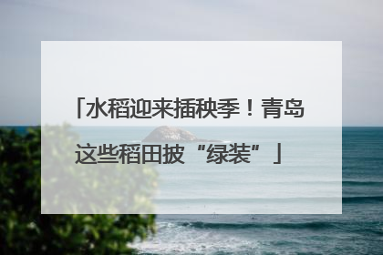 水稻迎来插秧季！青岛这些稻田披“绿装”