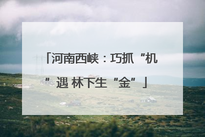 河南西峡：巧抓“机”遇 林下生“金”