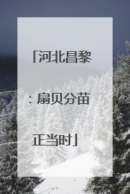 河北昌黎：扇贝分苗正当时