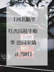 河北顺平：红杏压枝丰收季 田园采摘正当时