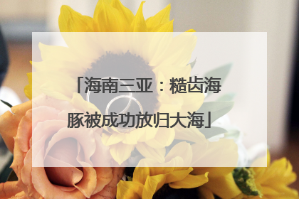 海南三亚：糙齿海豚被成功放归大海