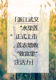 浙江武义：“水果莲”正式上市，莲农增收“致富果”注活力