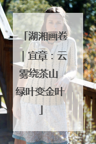湖湘画卷｜宜章：云雾绕茶山 绿叶变金叶