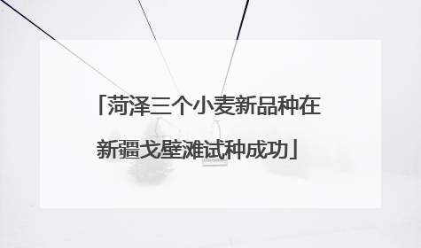 菏泽三个小麦新品种在新疆戈壁滩试种成功