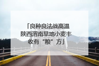 良种良法战高温 陕西渭南旱地小麦丰收有“粮”方