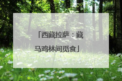 西藏拉萨：藏马鸡林间觅食