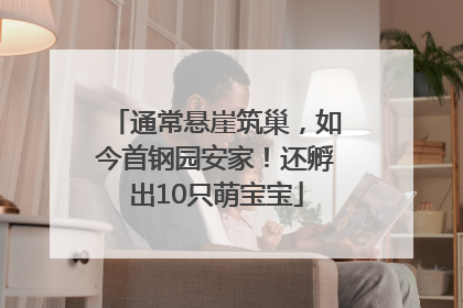 通常悬崖筑巢，如今首钢园安家！还孵出10只萌宝宝