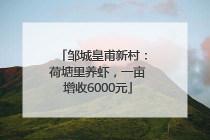 邹城皇甫新村：荷塘里养虾，一亩增收6000元