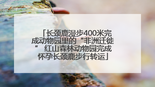 长颈鹿漫步400米完成动物园里的“非洲迁徙” 红山森林动物园完成怀孕长颈鹿步行转运