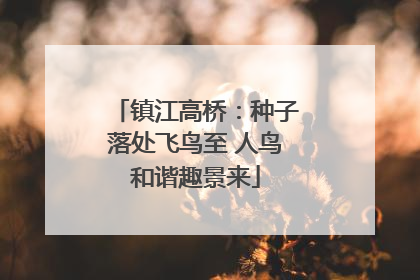 镇江高桥：种子落处飞鸟至 人鸟和谐趣景来