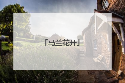 马兰花开