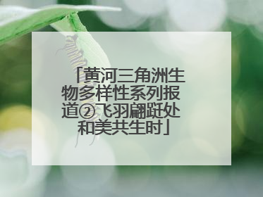 黄河三角洲生物多样性系列报道②飞羽翩跹处 和美共生时